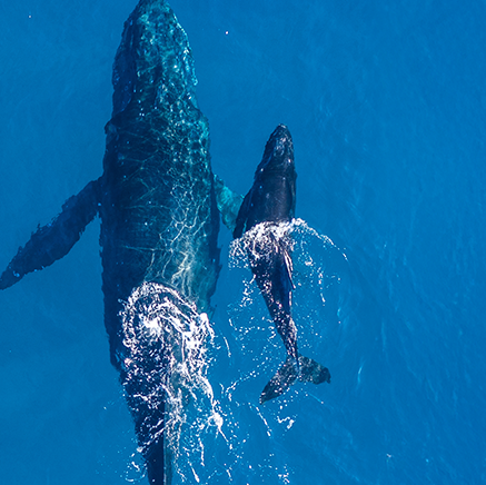 Whale Mom and Baby